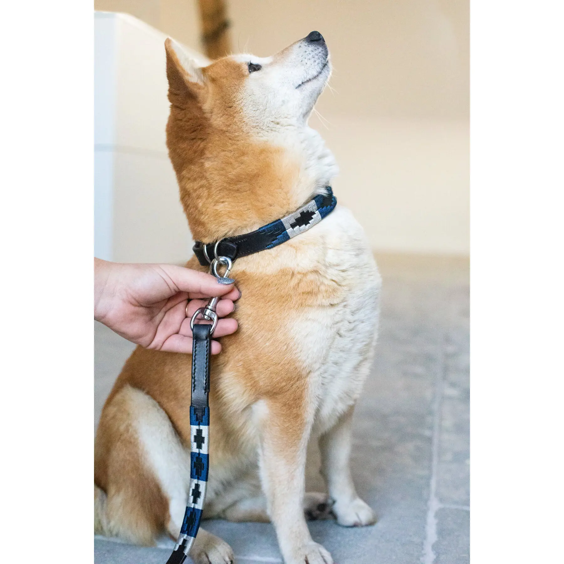 Dog leash HFI Polo shirt