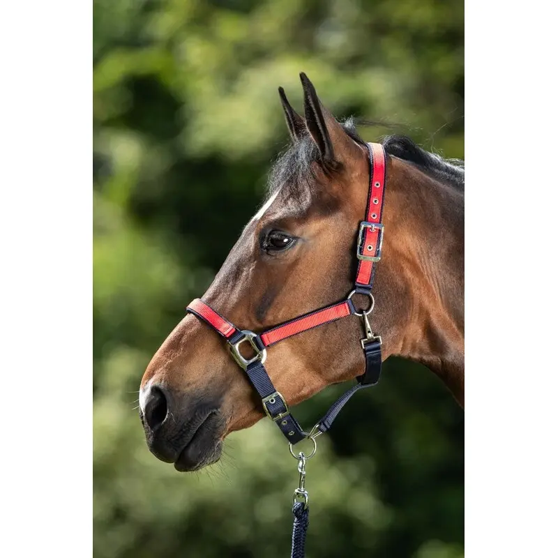 Licol pour cheval HFI