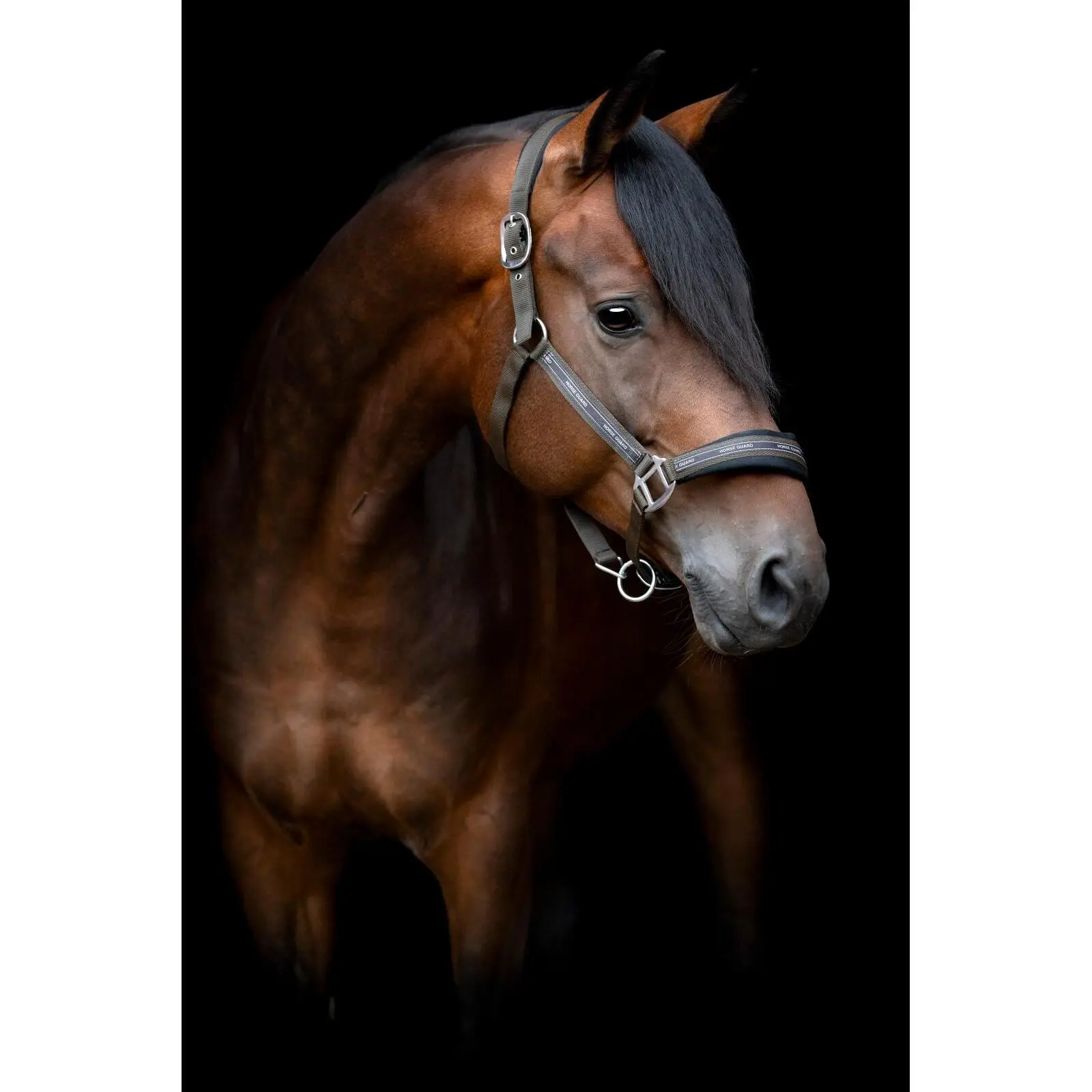 Pony halter HorseGuard Maison