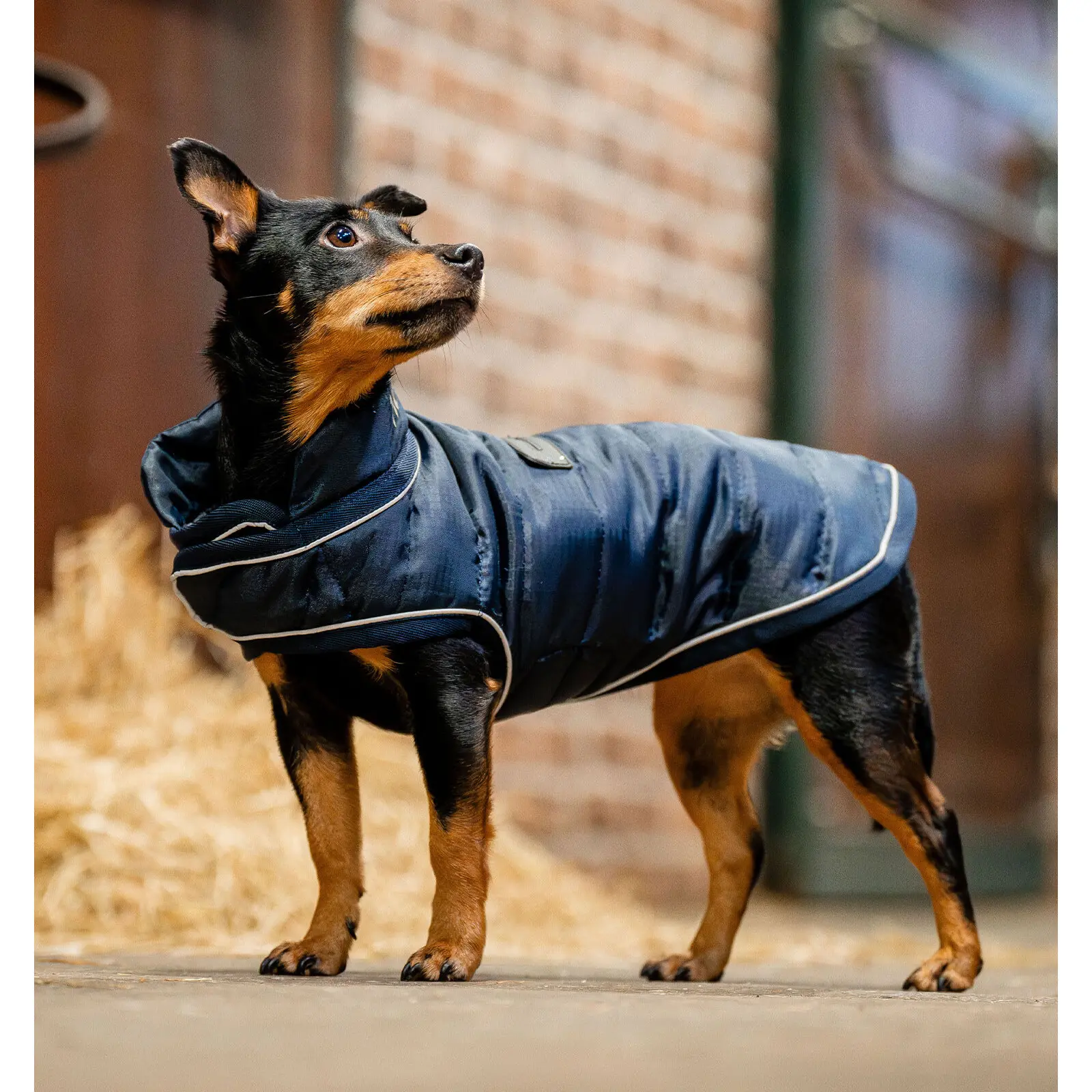 Cappottino per cani Horseware Signature 200g