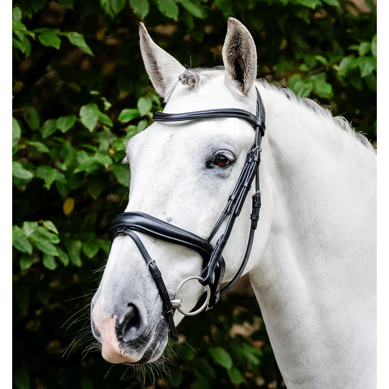 Bride équitation Horseware Dressage Flash