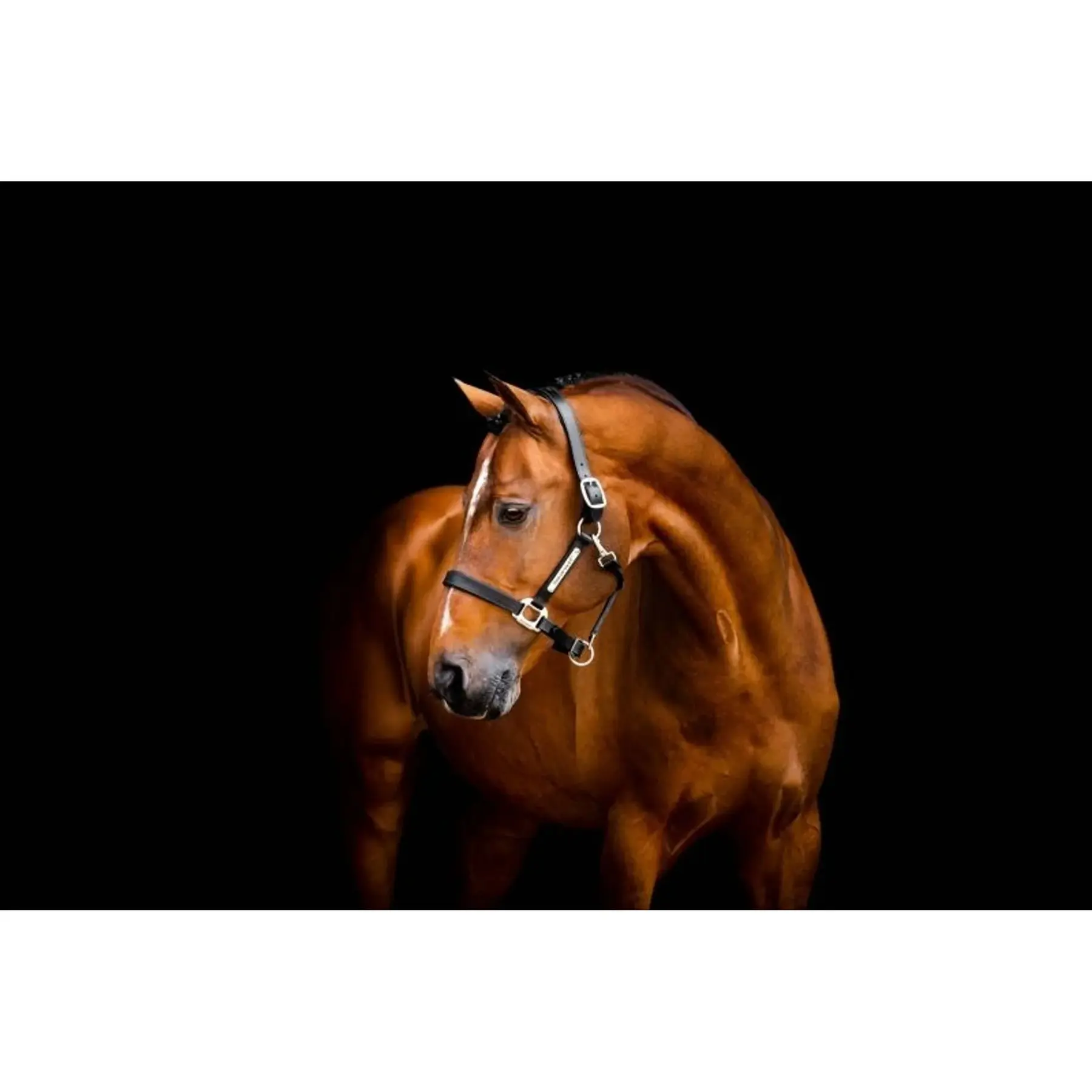 Leather halter for horse Horseware Signature