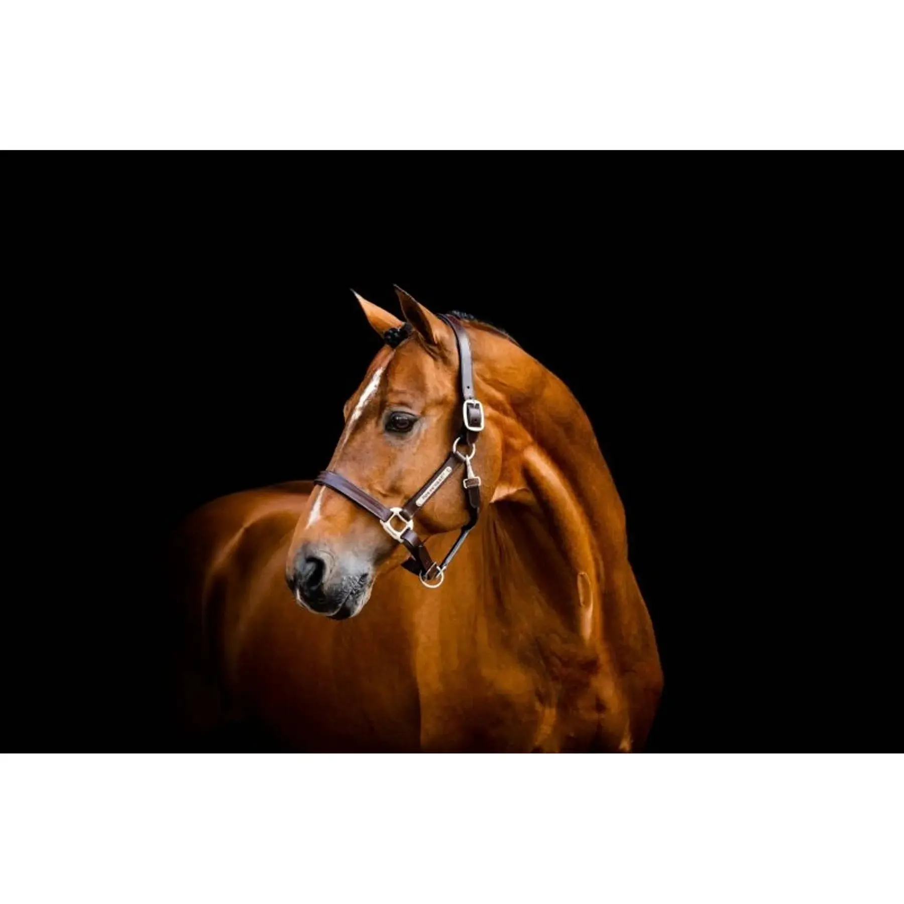 Lederhalfter für Pferde Horseware Signature
