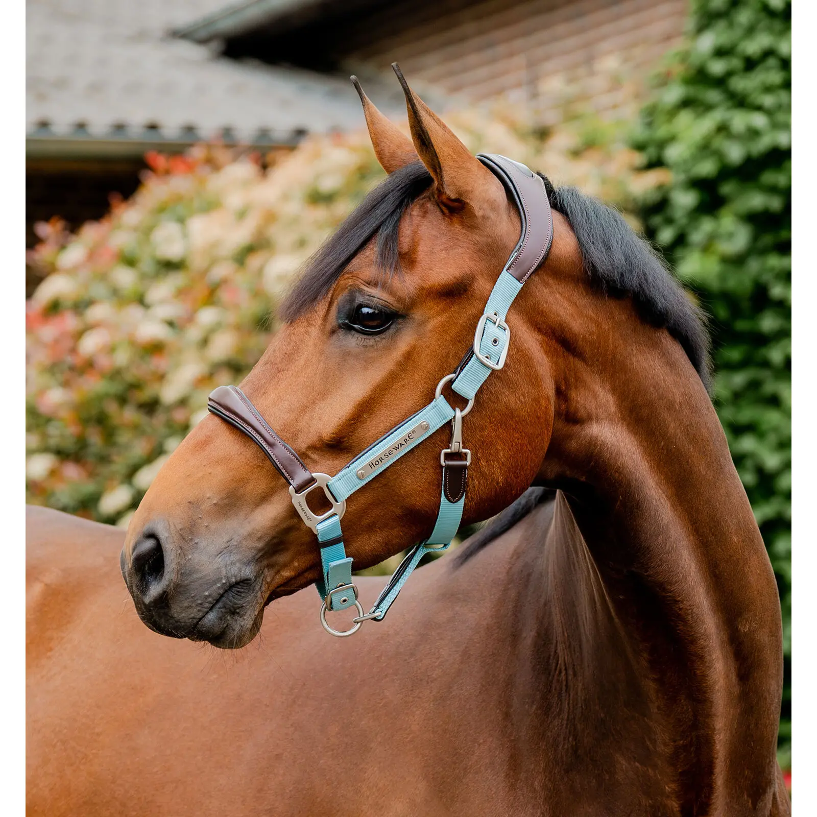Lederhalfter für Pferde Horseware Signature