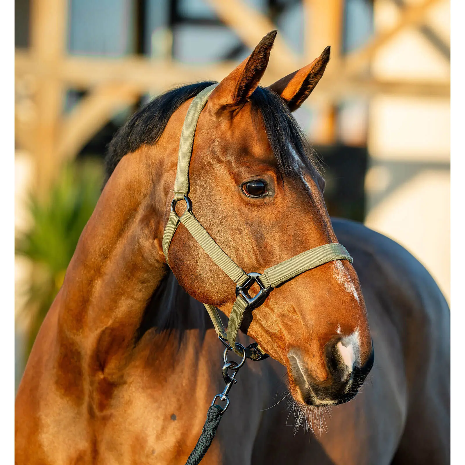 Halter and lead rope set for horse Horseware Amigo
