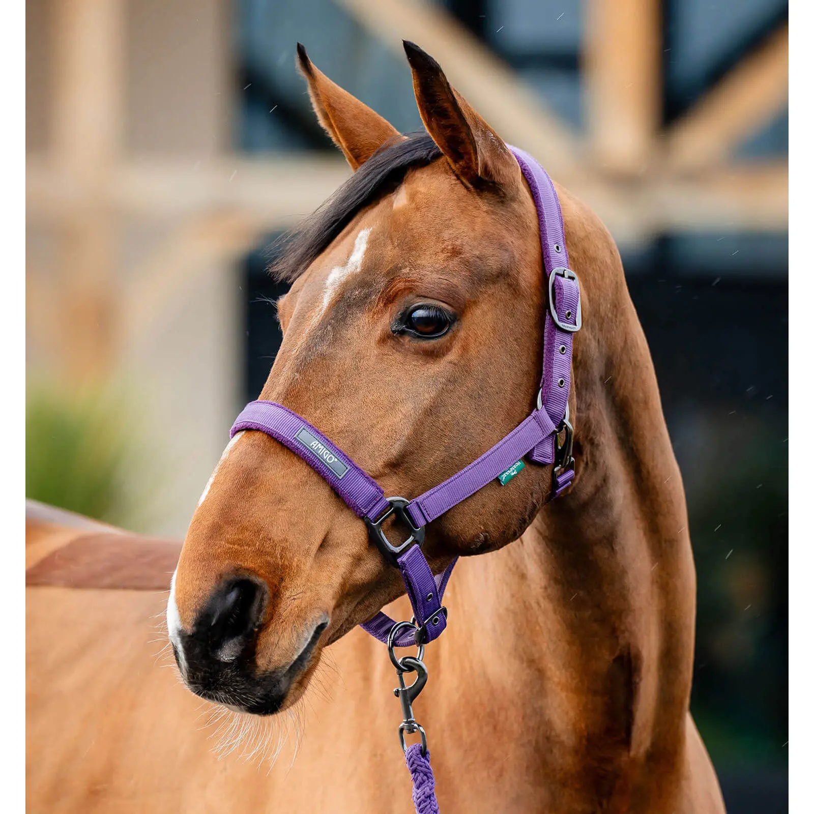 Halter and lead rope set for horse Horseware Amigo