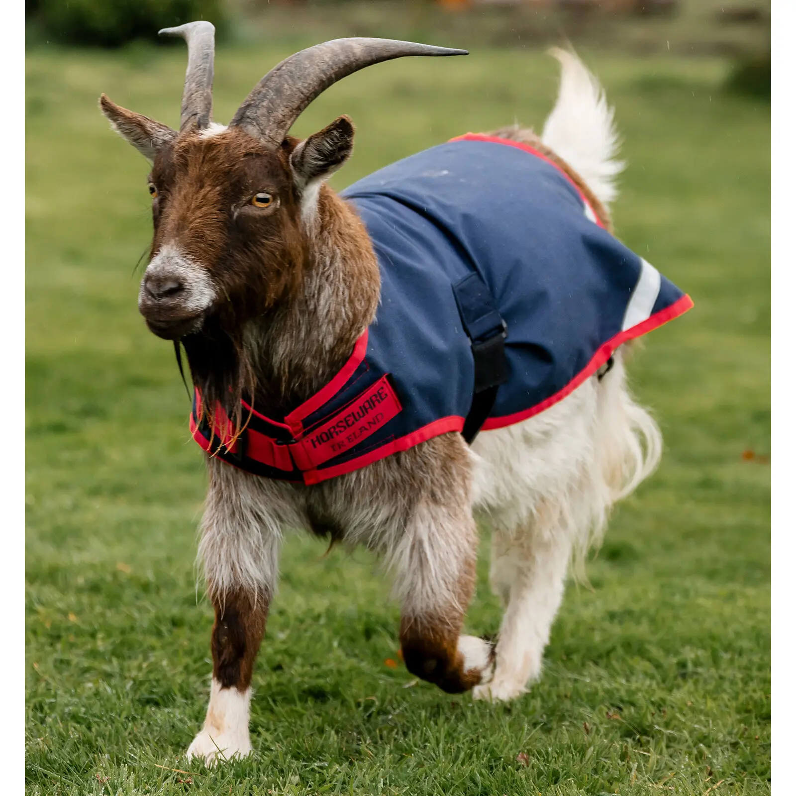 Coat for goat Horseware 0g