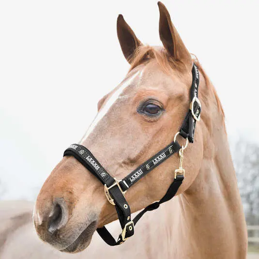 Halter for horse Horze Hamptons