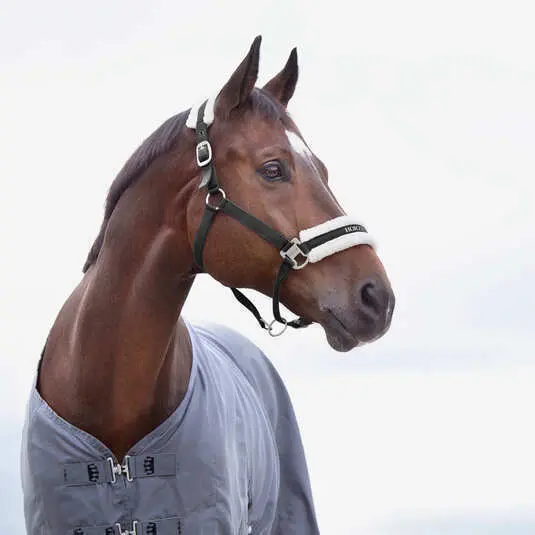 Halter for horse Horze Howard