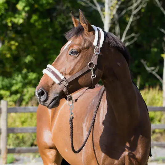 Halter for horse Horze Howard