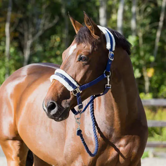 Halter for horse Horze Howard