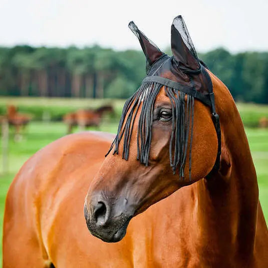 Maschera anti-insetti per cavallo con berretto Horze