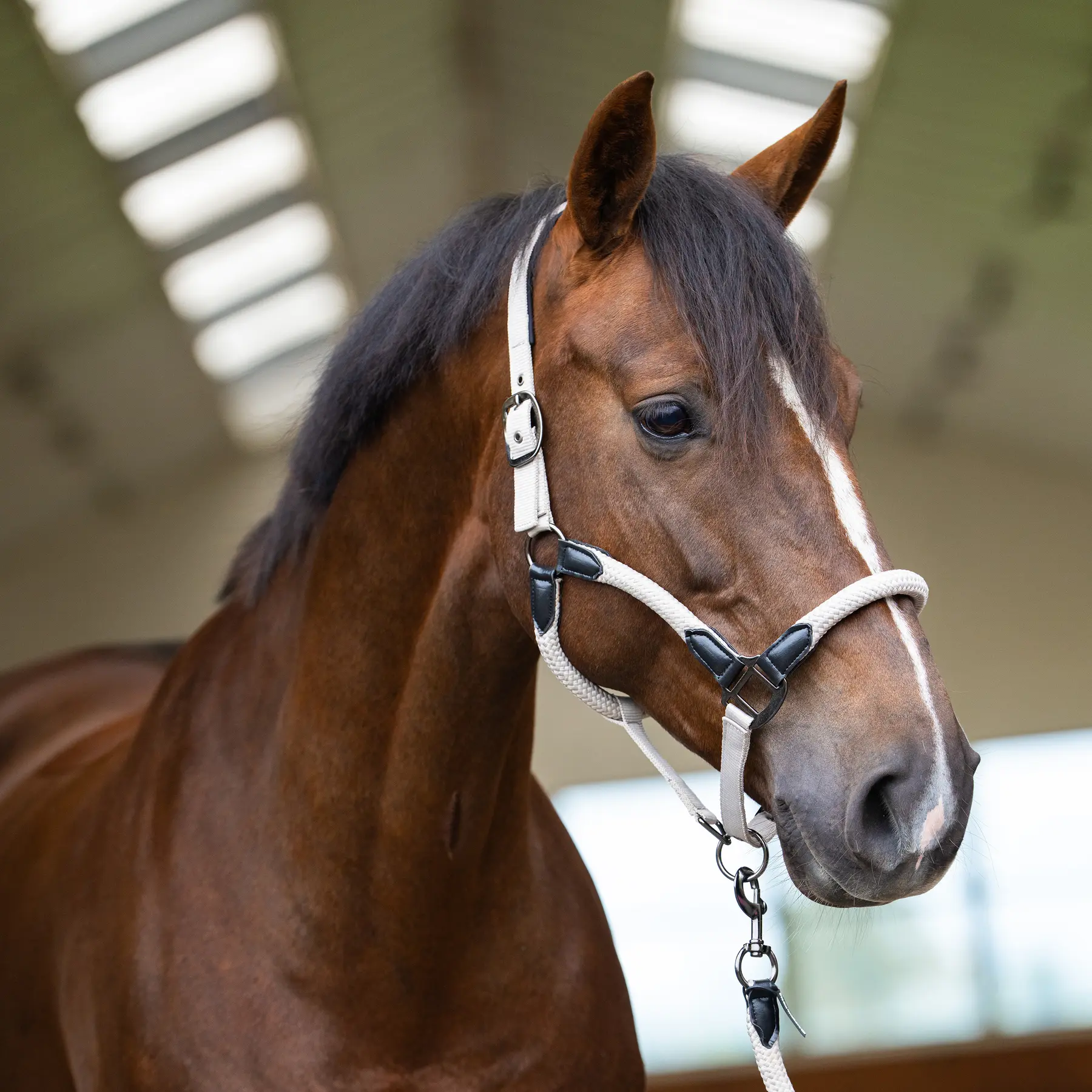 Licol pour cheval Imperial Riding Laura