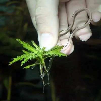 Jbl Aquaristik Und Terraristik Grün/Transparent Plantis, 12 Stk. Pflanzennadeln, Aquarium Pflege - Image 4