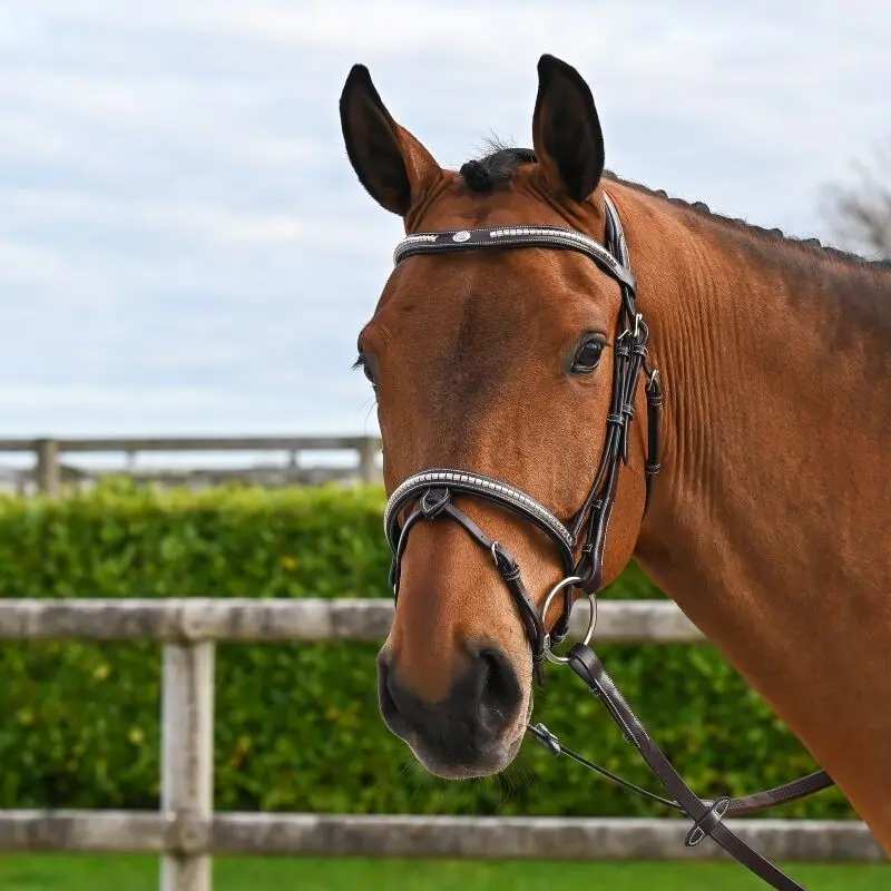 Trense mit Nasenriemen Jump'In Clincher Origin