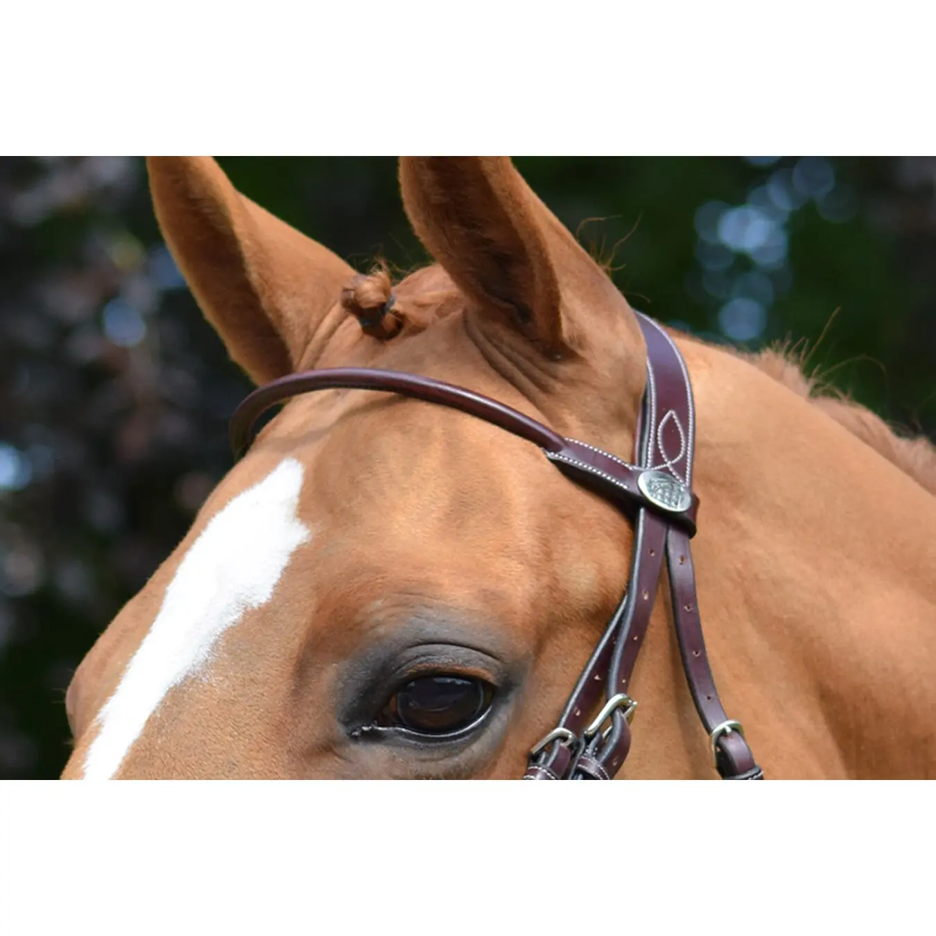 Frontal for horse Jump'In Monday