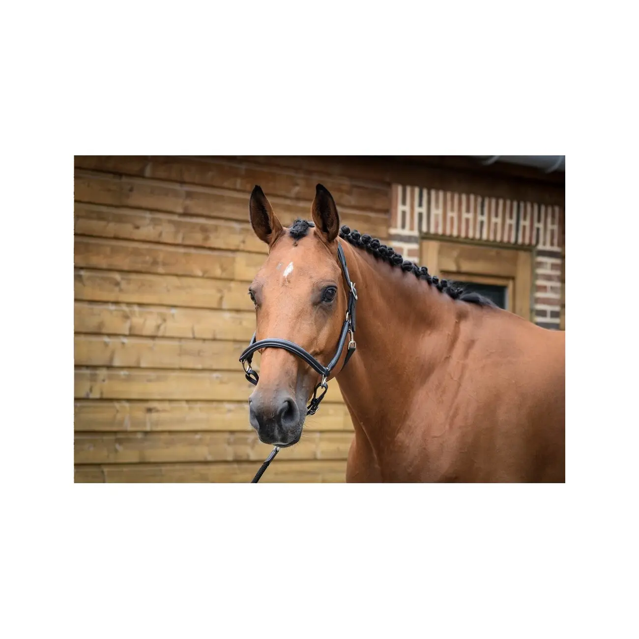 Grooming halter for horses Jump'In Collection One