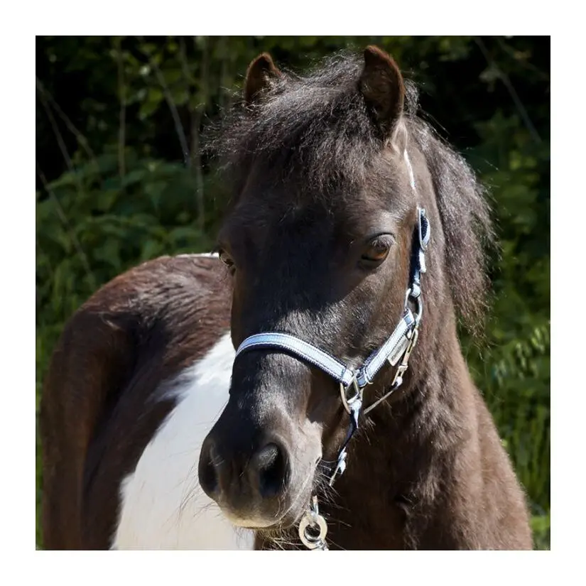 Halter for horses in two different sizes Kavalkade Shorty