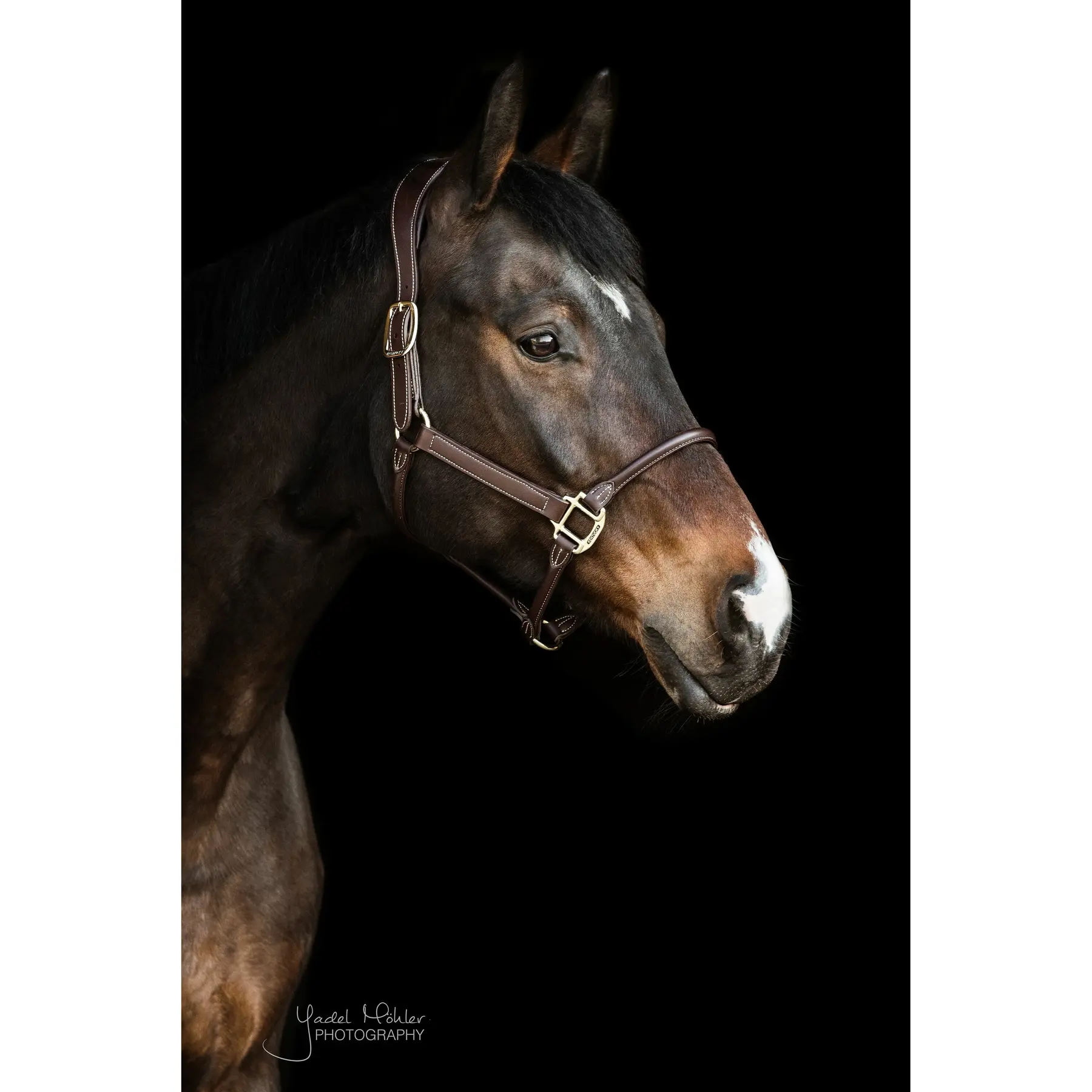 Anatomical leather halter Kentucky