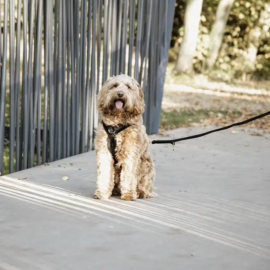 Active dog harness Kentucky Velvet