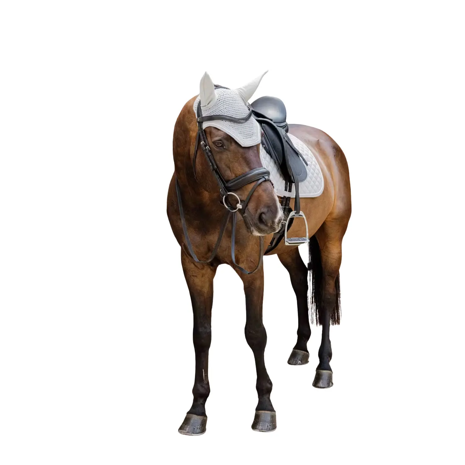 Ear muffs for horses Kentucky Wellington Diamond