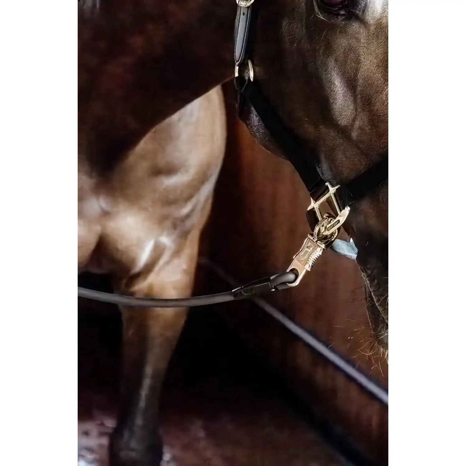 Laisse équitation en cuir Kentucky
