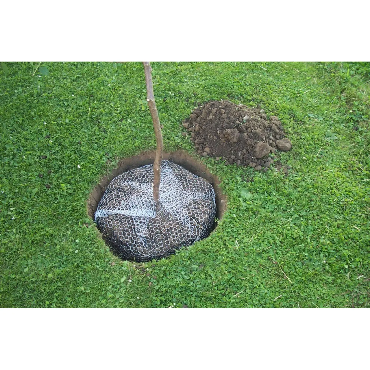 Vole protection screen Kerbl