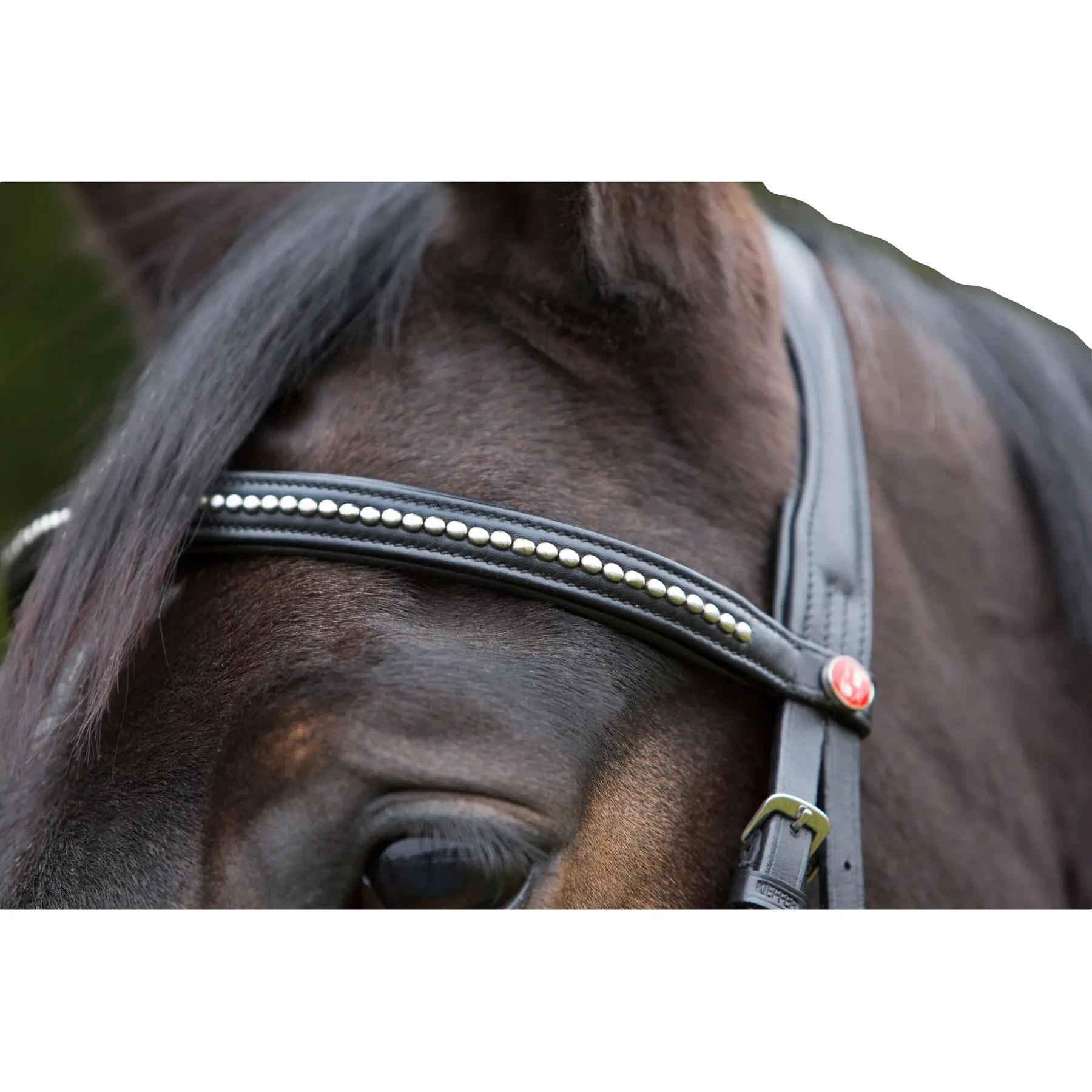 Frontal for horse Kieffer Ultrasoft browband lined