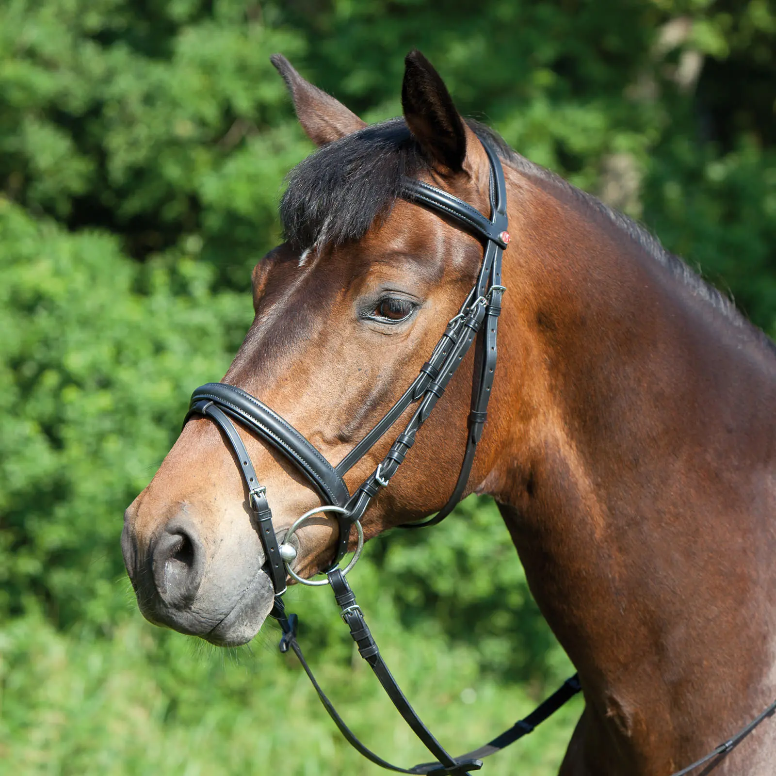 Riding Bridle + Noseband Kieffer Ergonomic Line