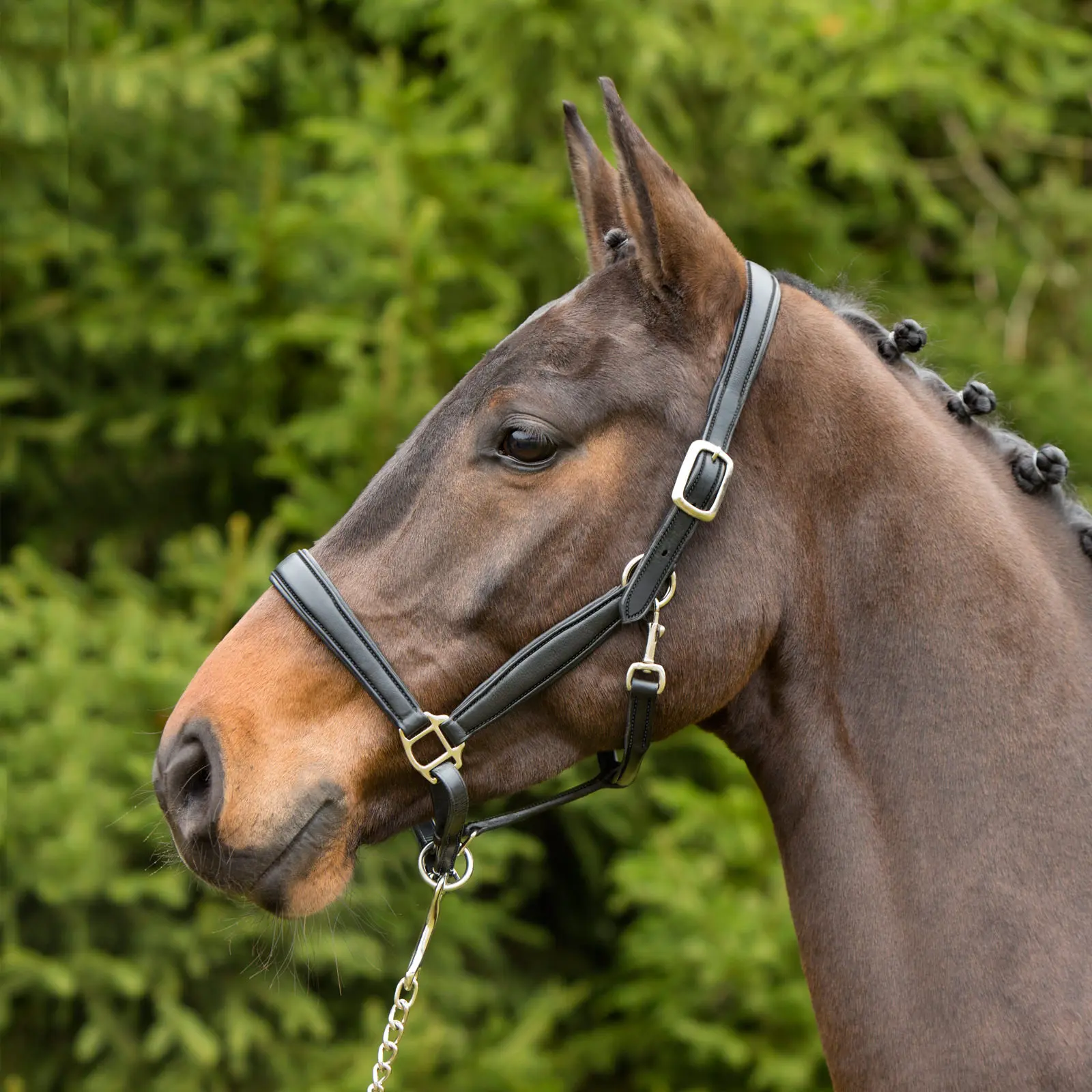 Leather halter for horses Kieffer Ultrasoft®