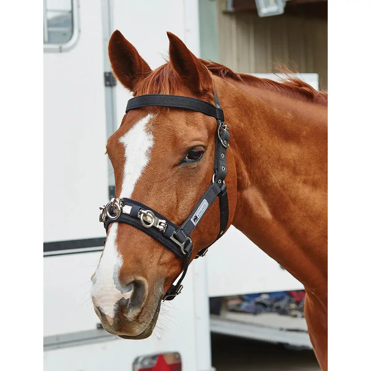 Horse cavesson Kincade Lunge