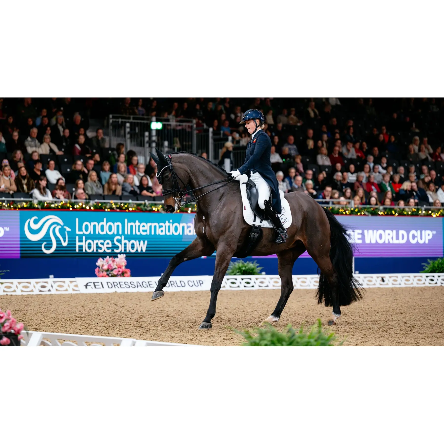 Cotton Dressage saddle pads for horses LeMieux
