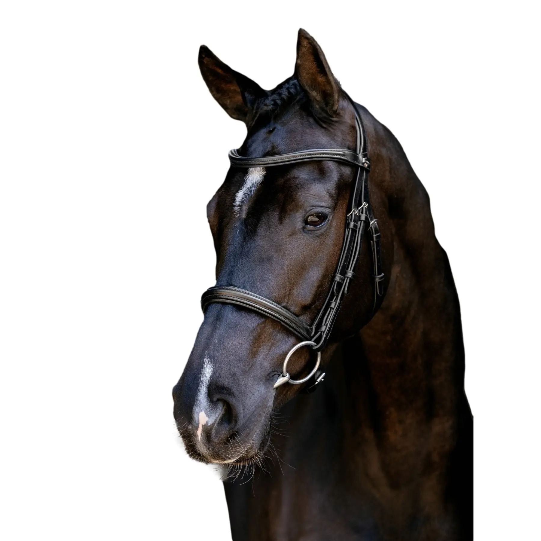 Bridles for horses LeMieux Arika Cavesson
