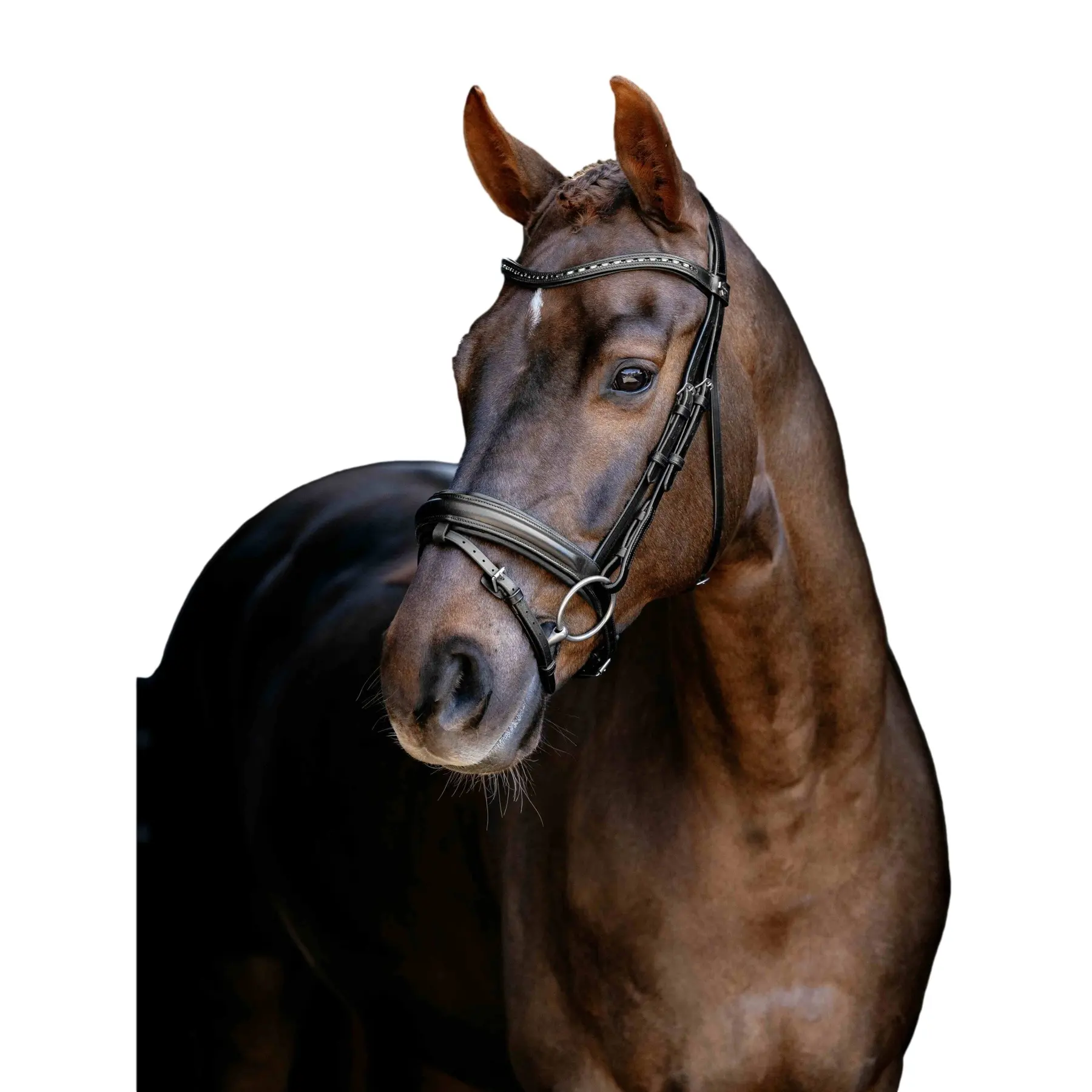 Dressage Riding Bridle LeMieux Arika
