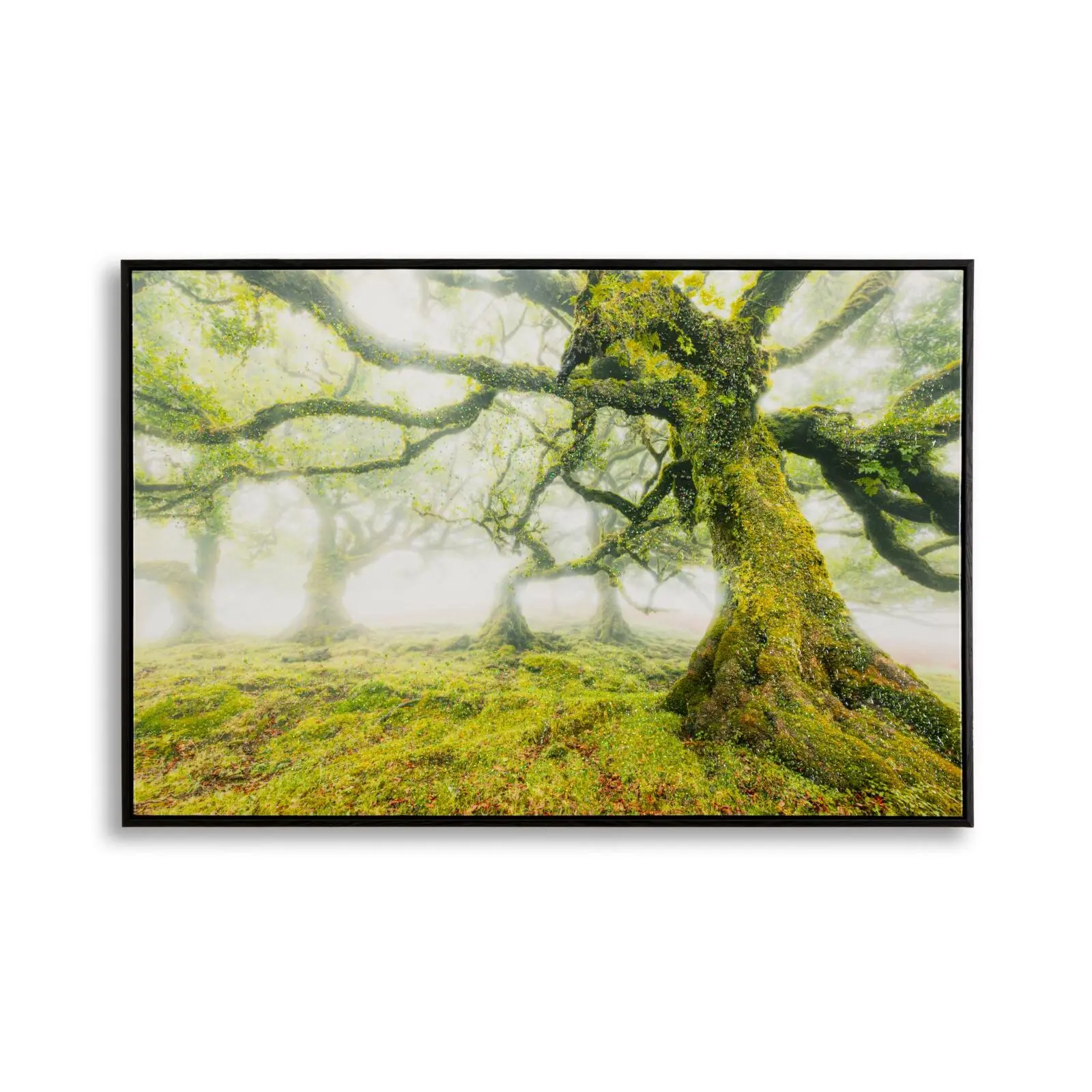 Wanddekoration Druck auf Stern mit Rahmen Wald Mauro Ferretti Laccata