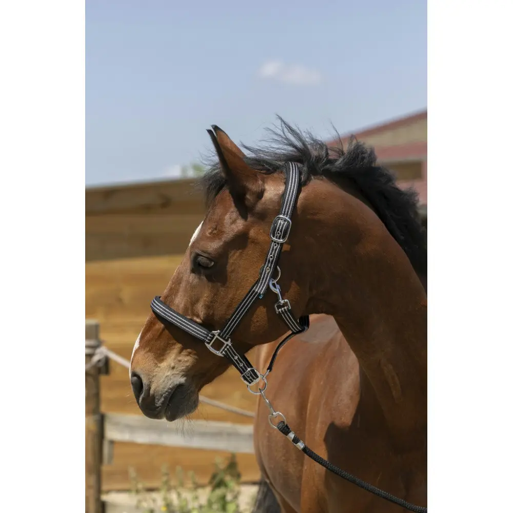 Halfter für Pferd Norton Zari