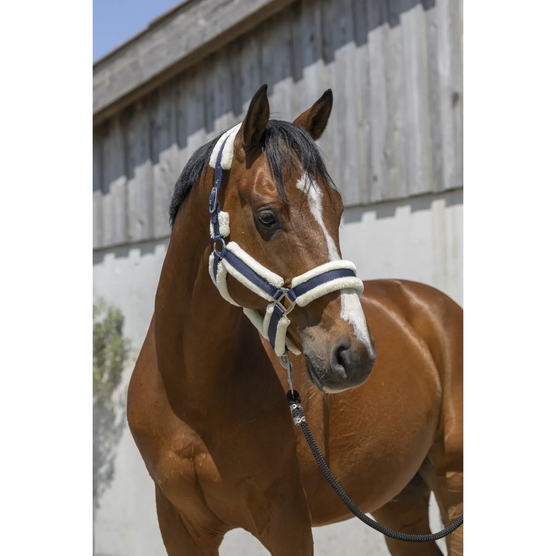 Halfter für Pferd Norton Cosy