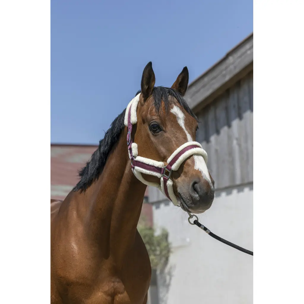 Halfter für Pferd Norton Cosy