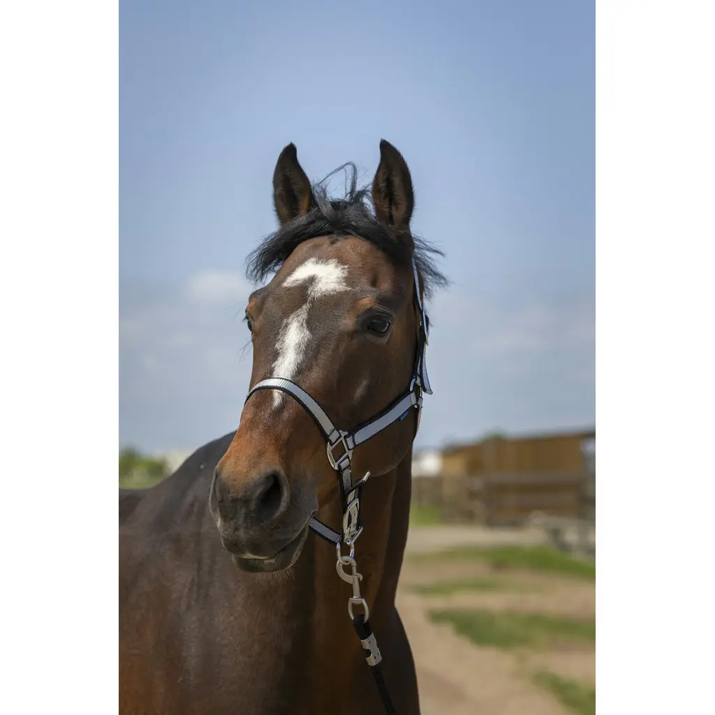 Soft nylon halter for horses Norton