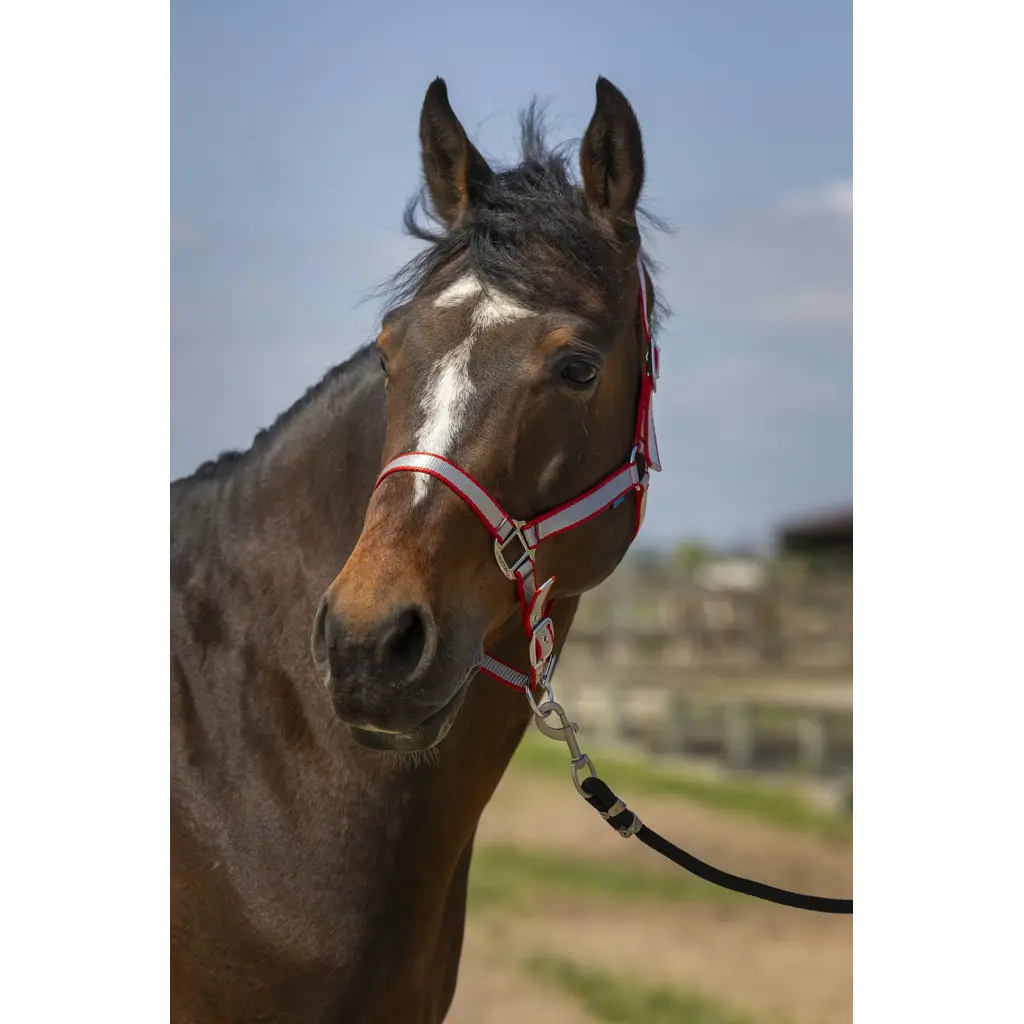 Soft nylon halter for horses Norton