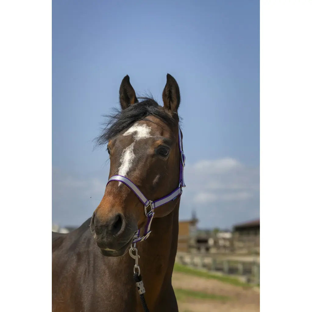 Soft nylon halter for horses Norton