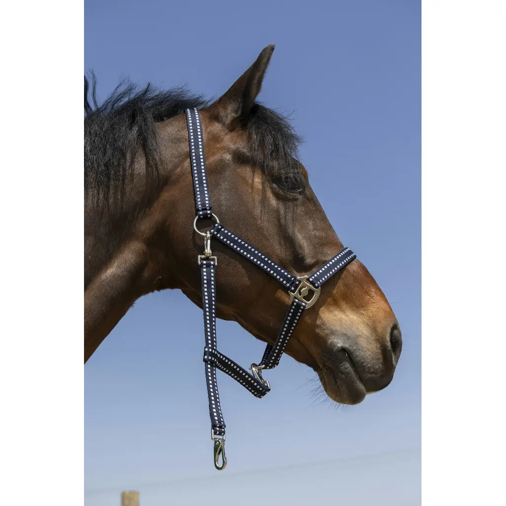 Halfter für Pferd Norton Grooming