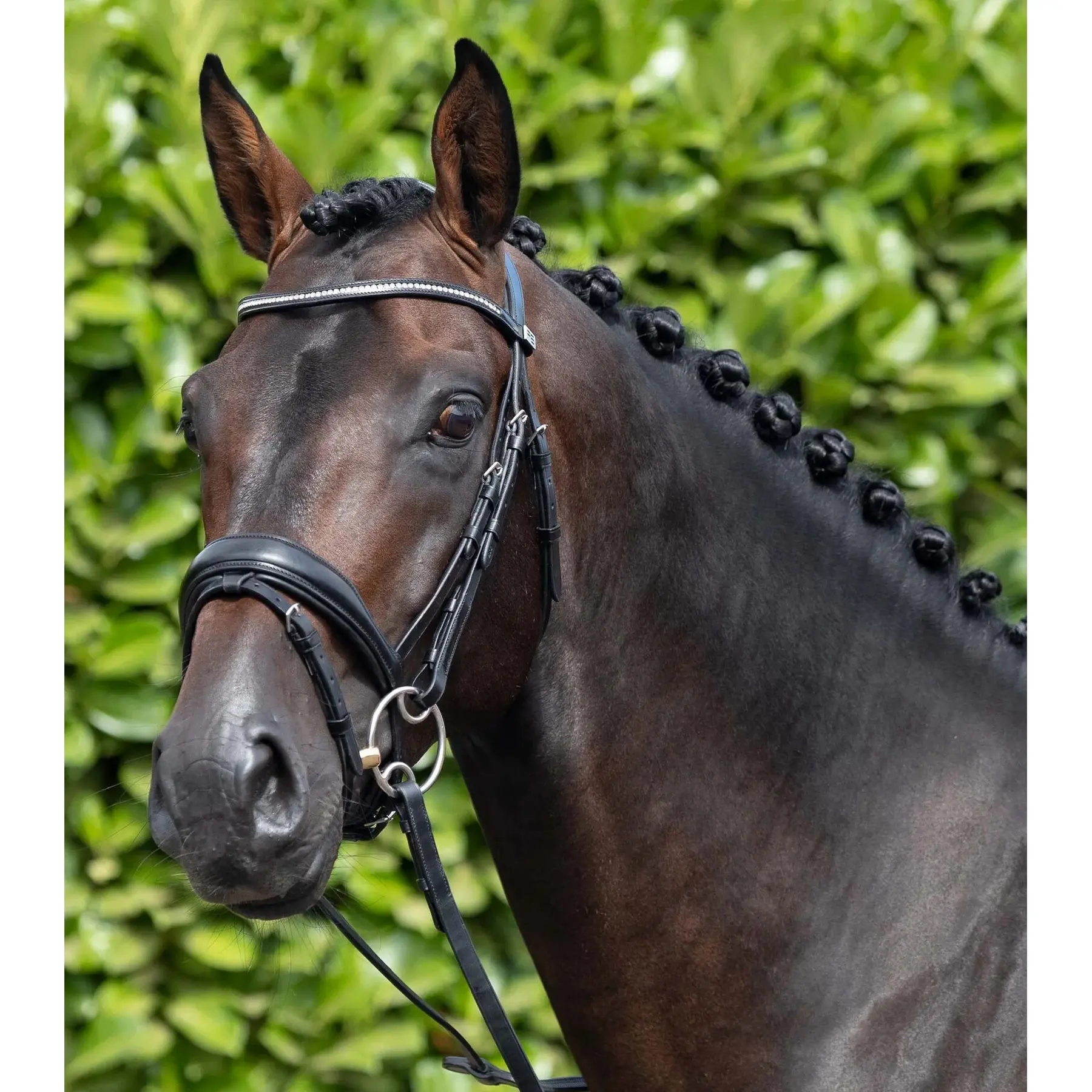 Anatomical combination snaffle bridle Premier Equine Stellazzio