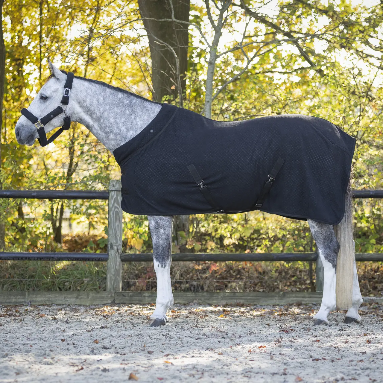 Coperta in pile show per cavallo QHP Zahra
