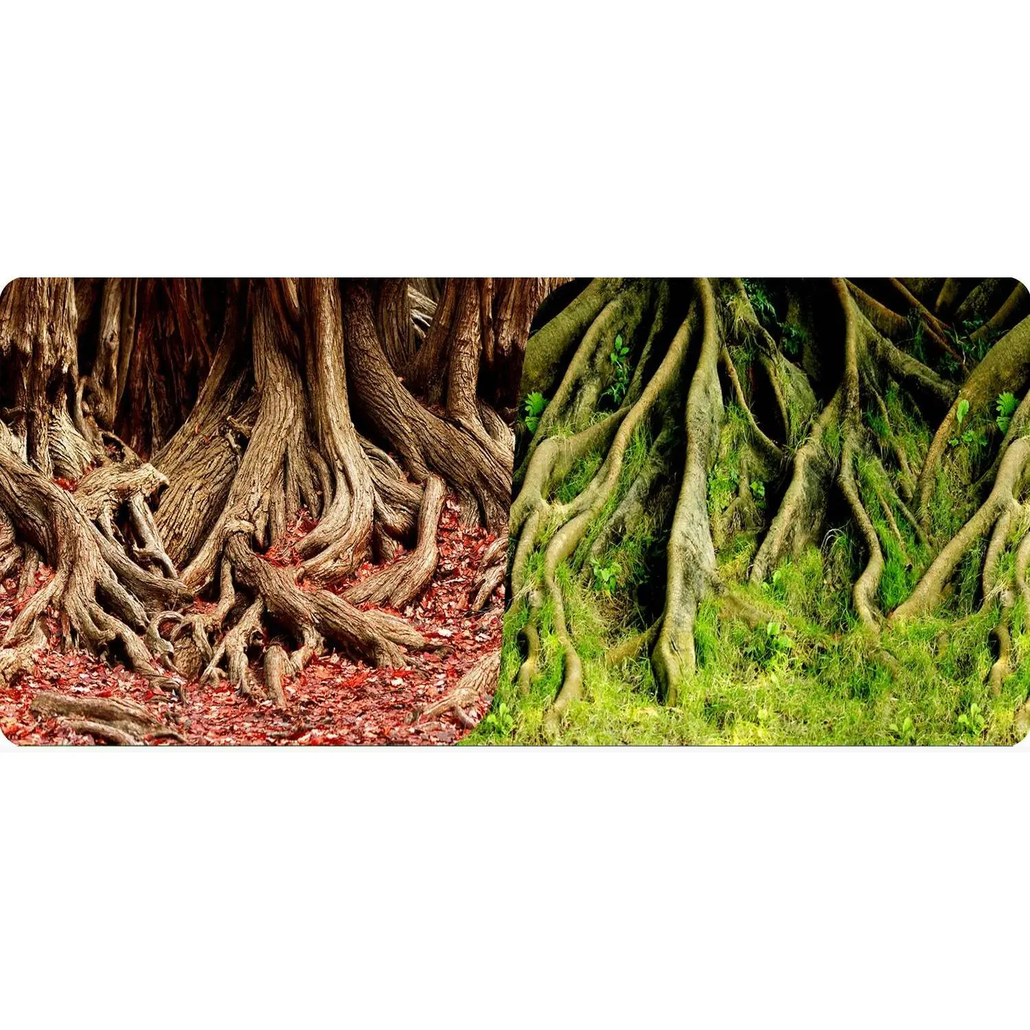 Reptiles Planet Rot Poster 2 Seiten 1 Rolle Mit 15 Metern Höhe 30 Amazonian Tree Roots