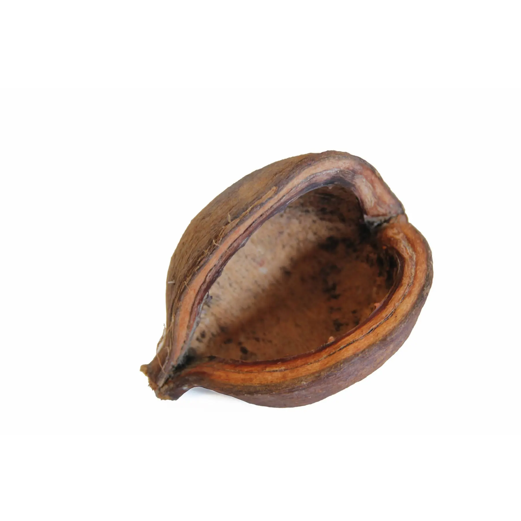 Coque de noix de badam Reptiles Planet