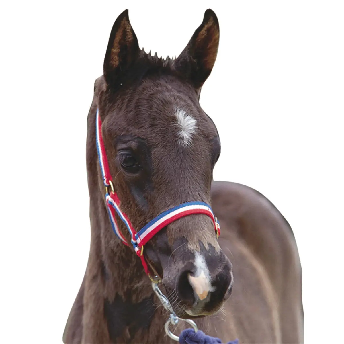 Halter for foal Roma Foal
