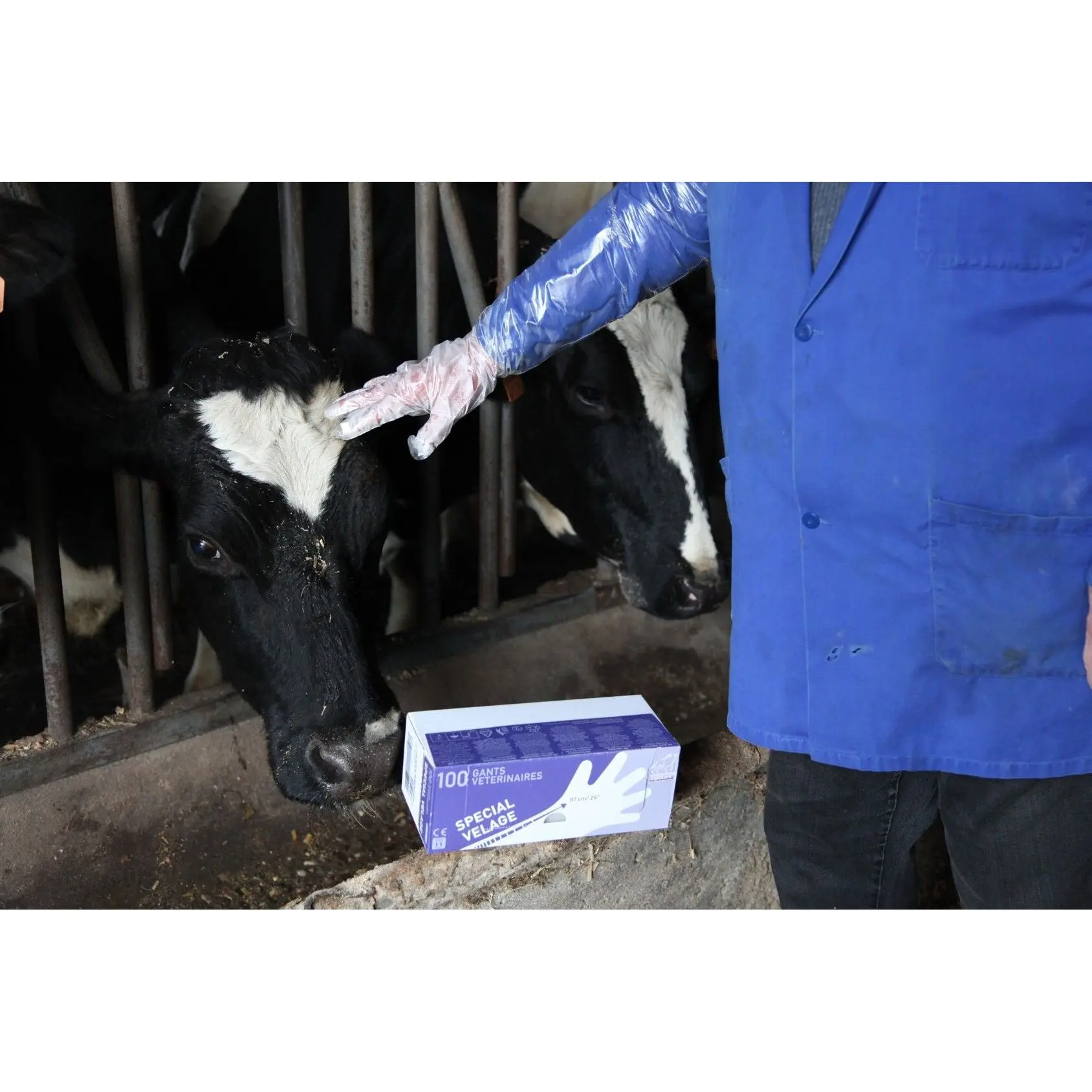 Calving gloves Septicare (x100)