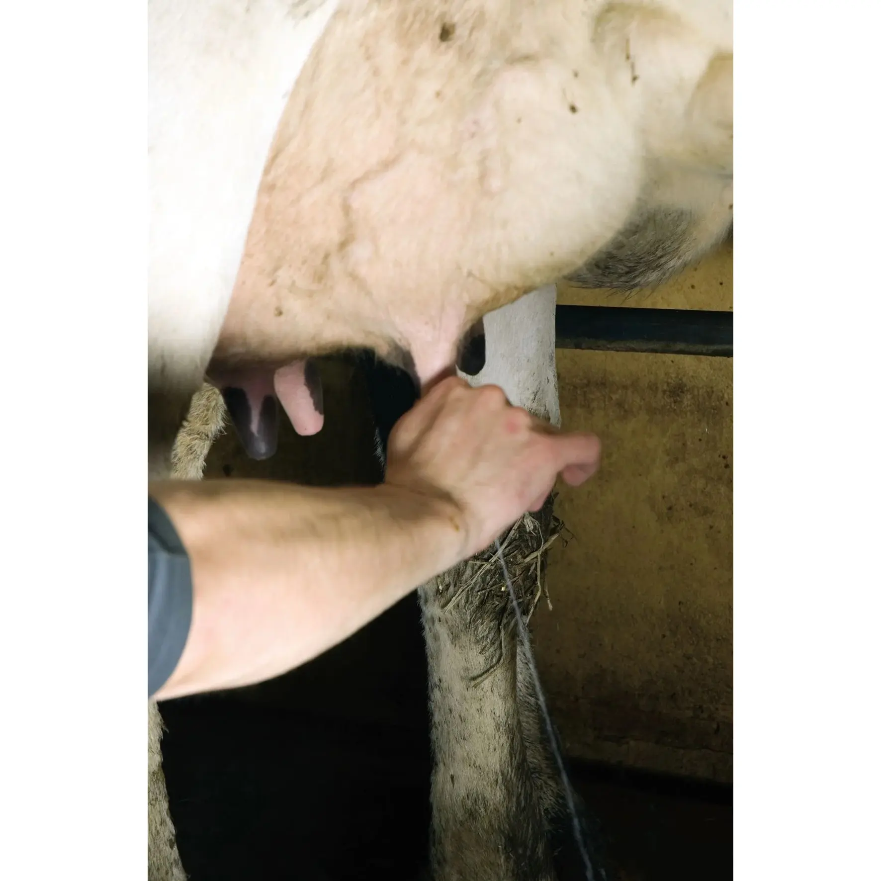 Udder wash Septicare (x25)