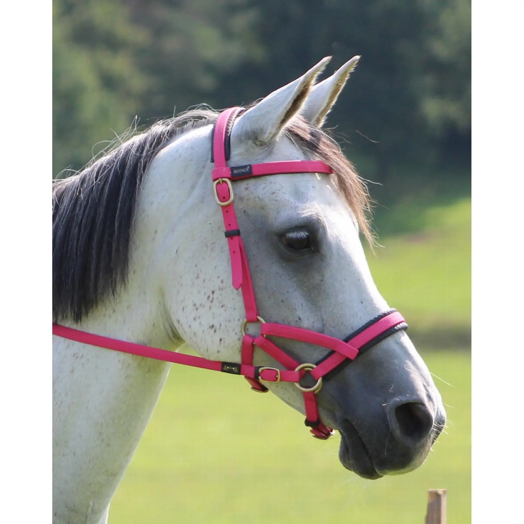 Riding bridles T de T Sidepull Biotack®